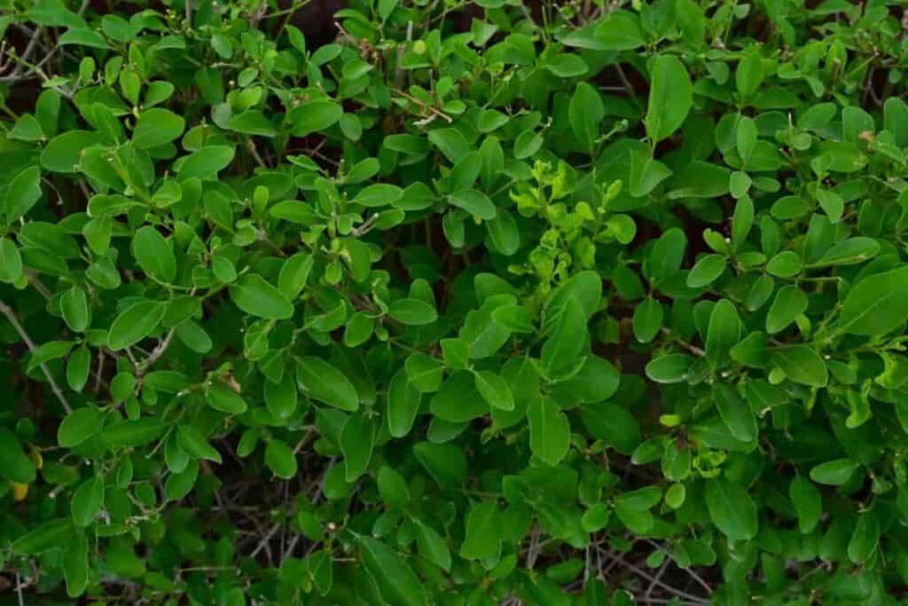 Hedge Plants