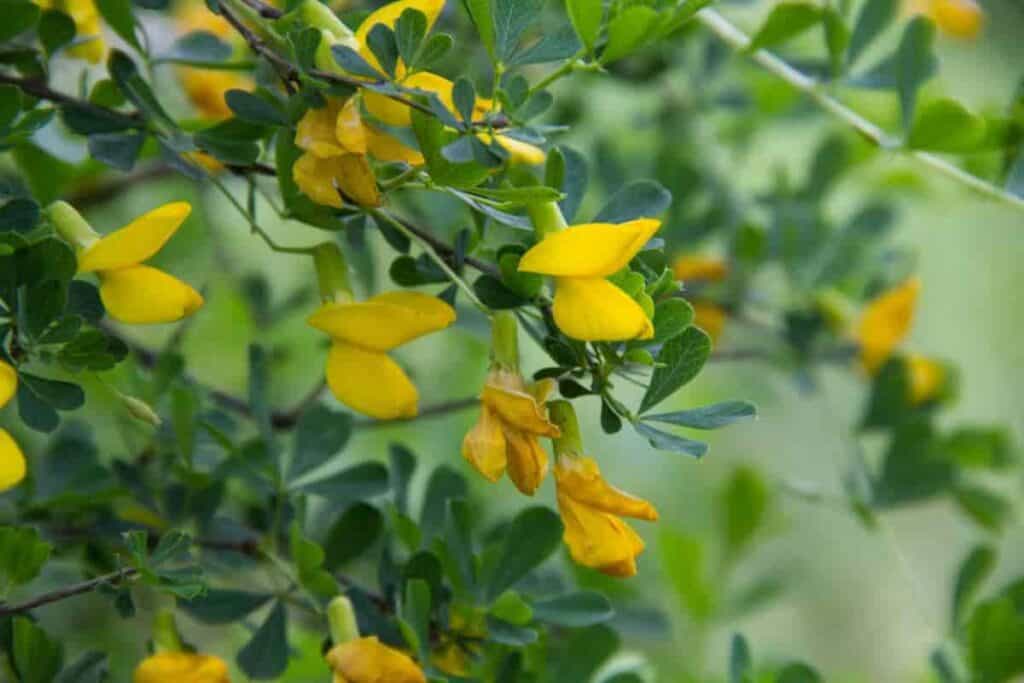 Hedge Plants