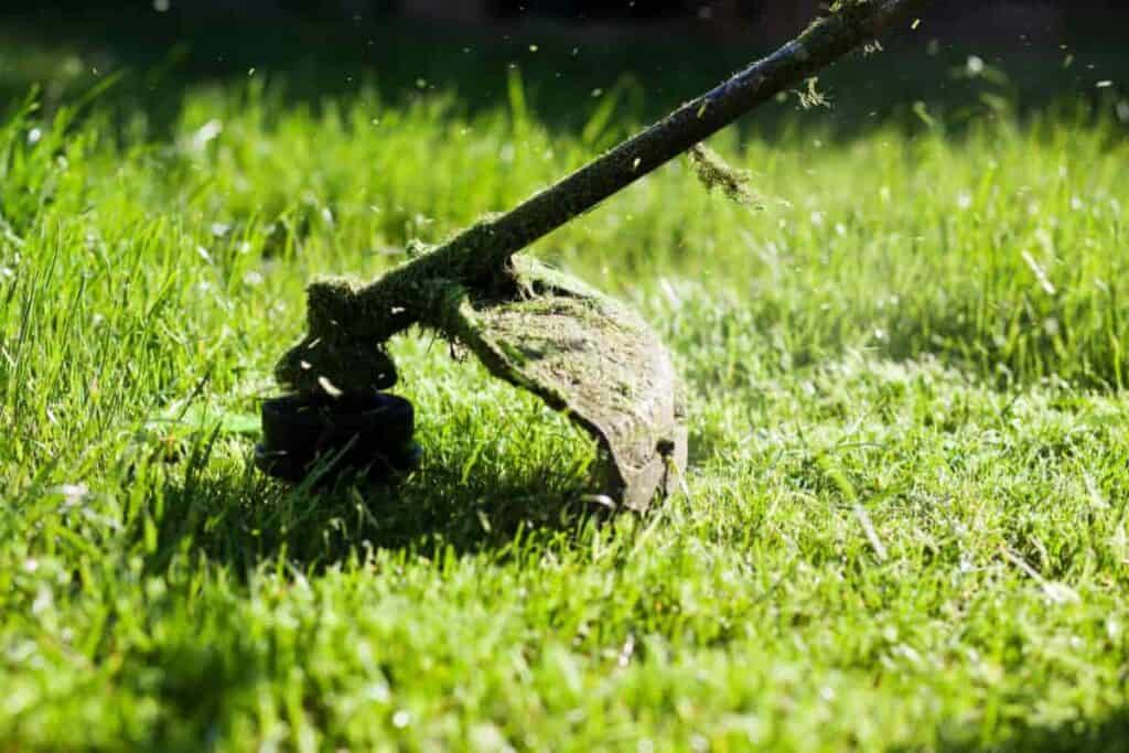 Spring Lawn