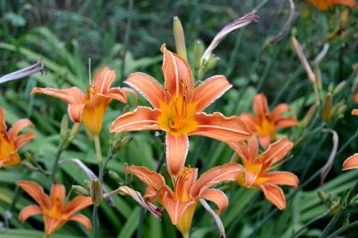 Modern Daylilies