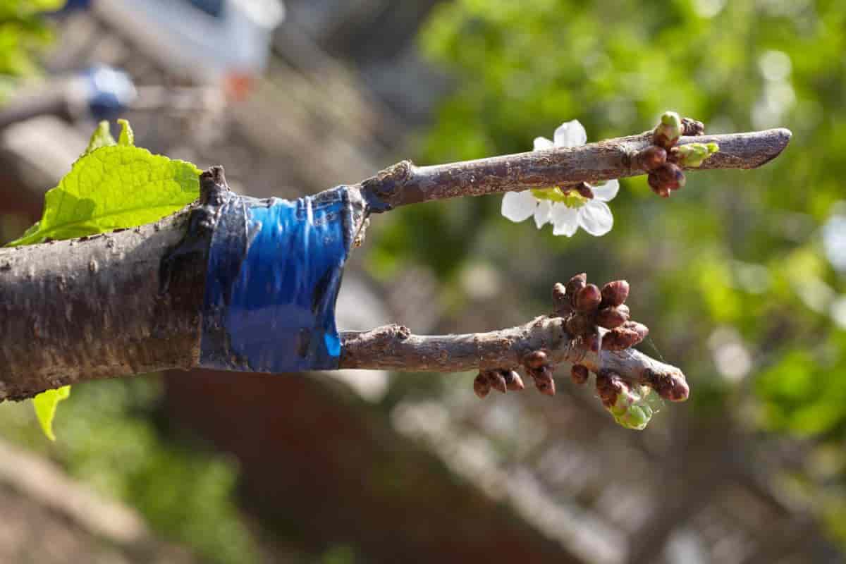 save a tree by inarching
