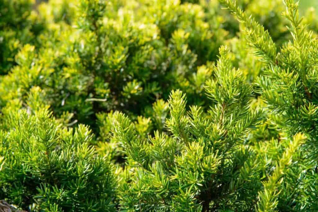 Yew Sex