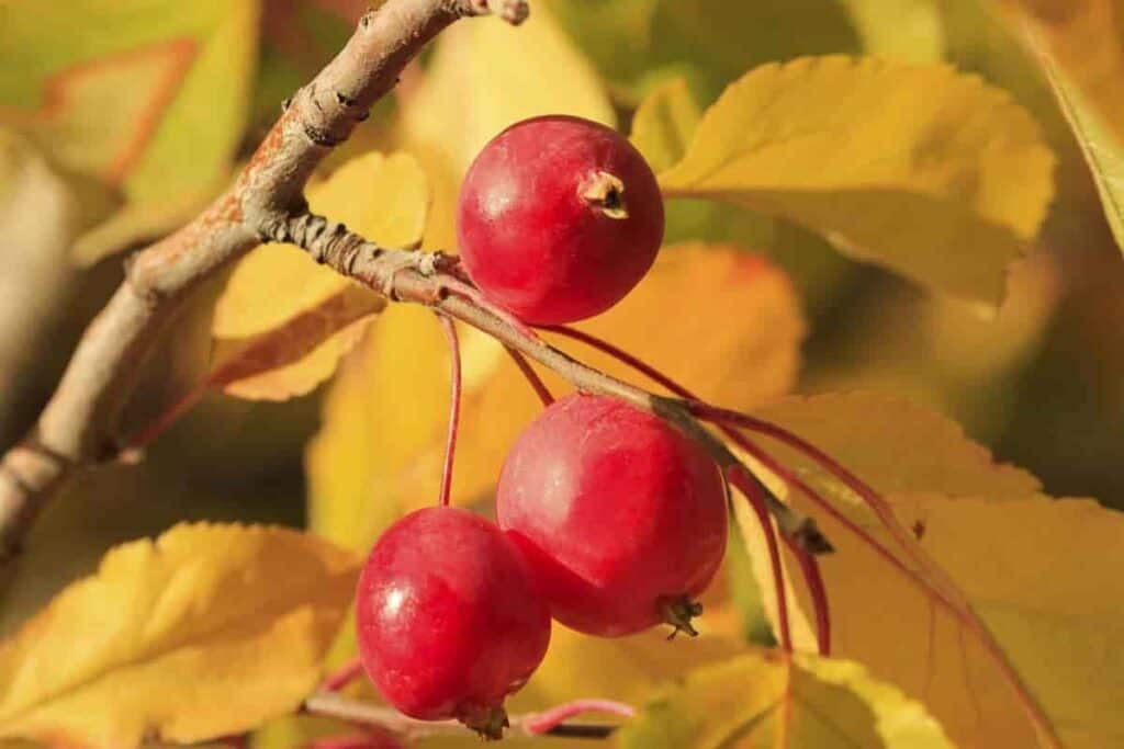 Western Chokecherry
