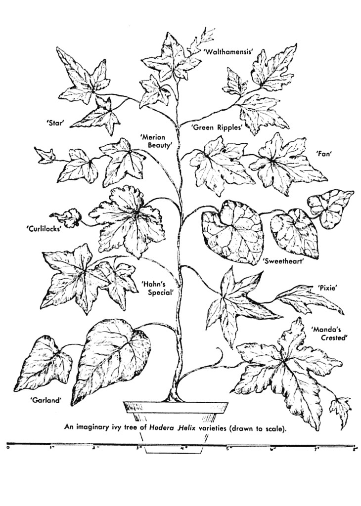 Imaginary tree of Hedera Helix varieties