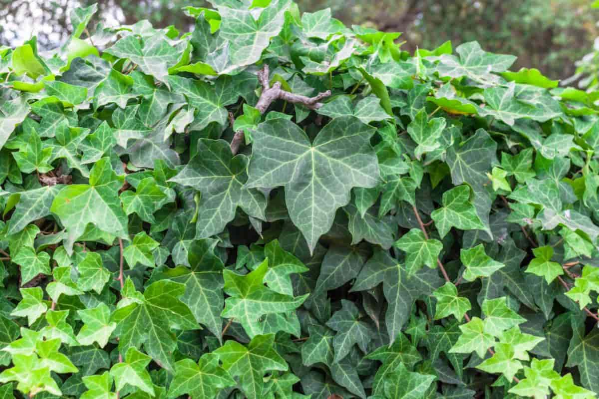 English Ivy