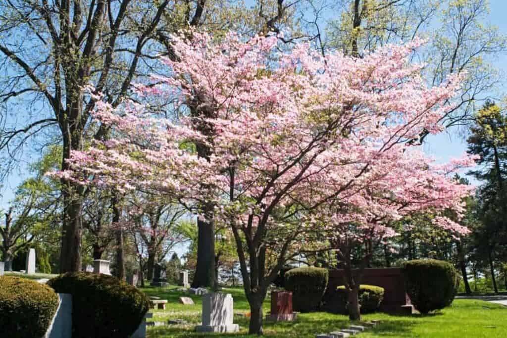 Pink Dogwood