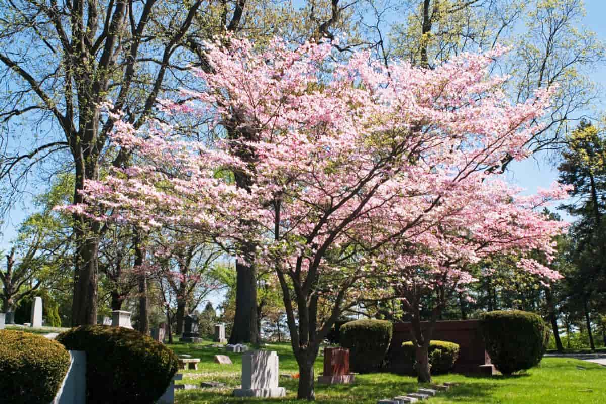 Pink Dogwood