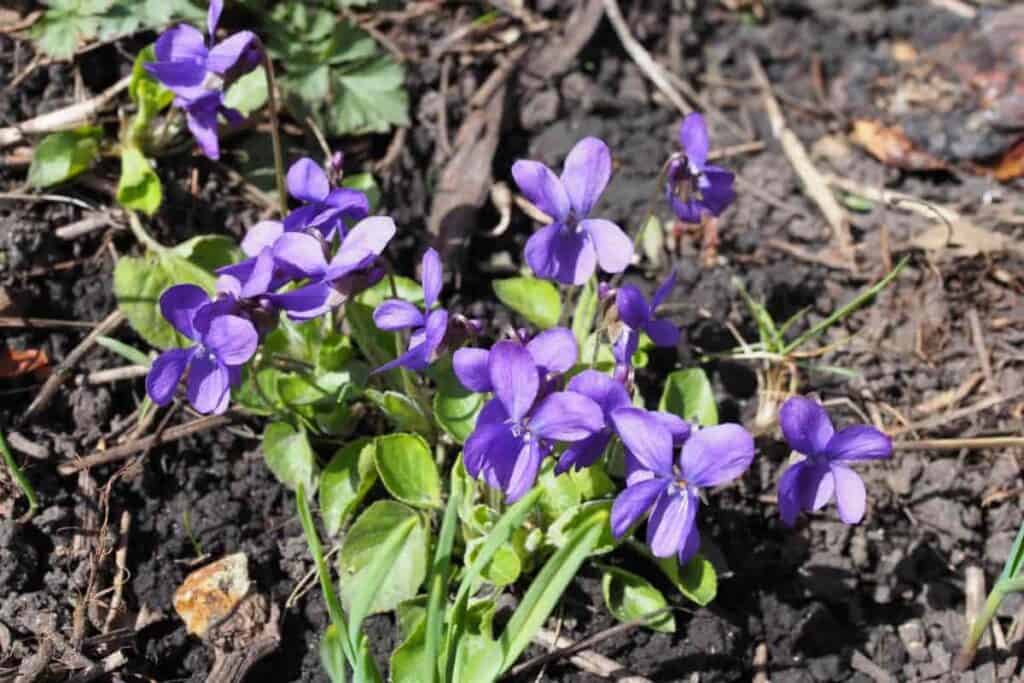 our winsome violets