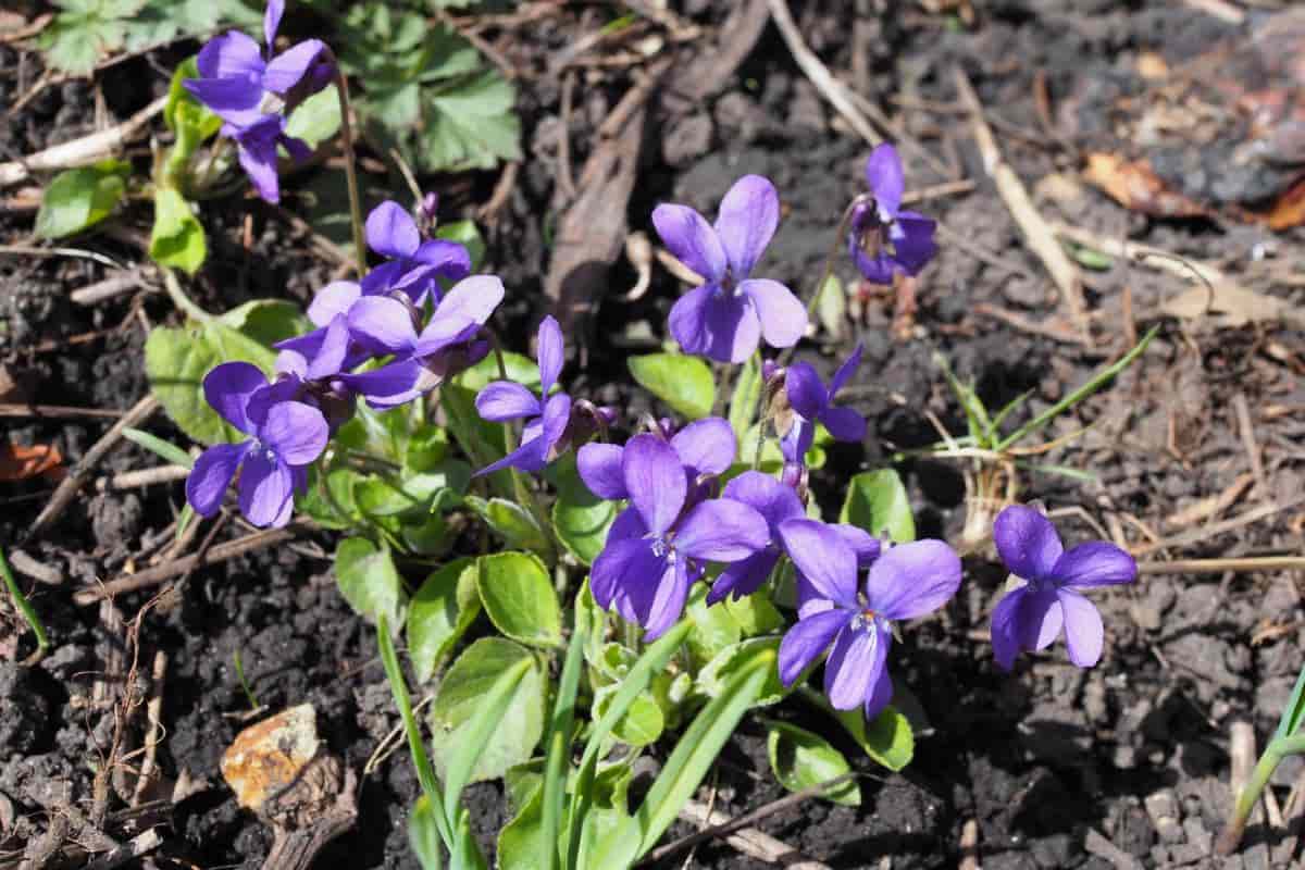our winsome violets