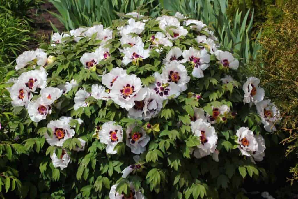 Tree Peonies