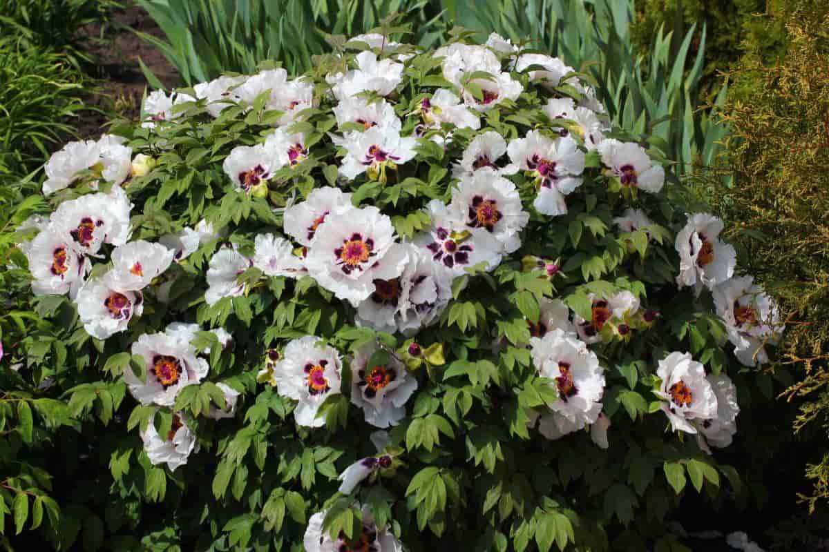Tree Peonies