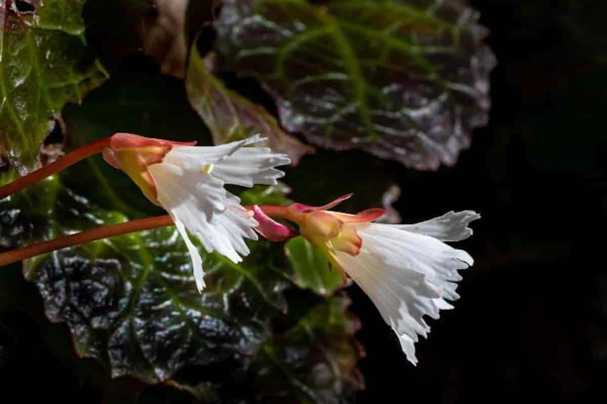 Oconee Bells