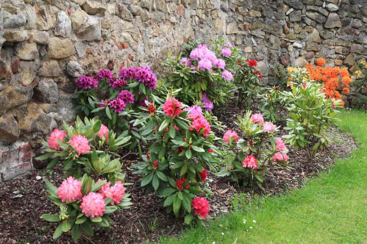 Grow Rhododendrons