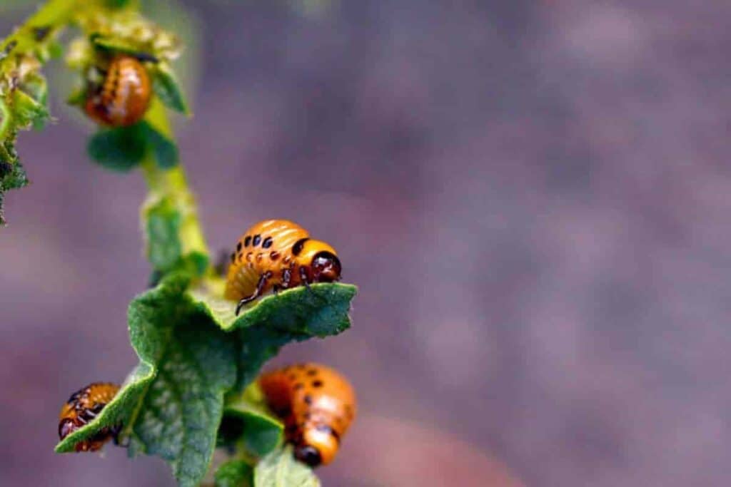 basic facts of insect pest control