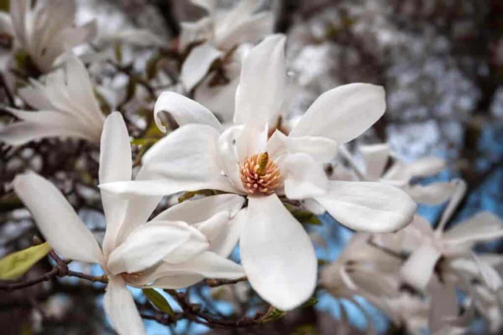 Kobus Magnolia
