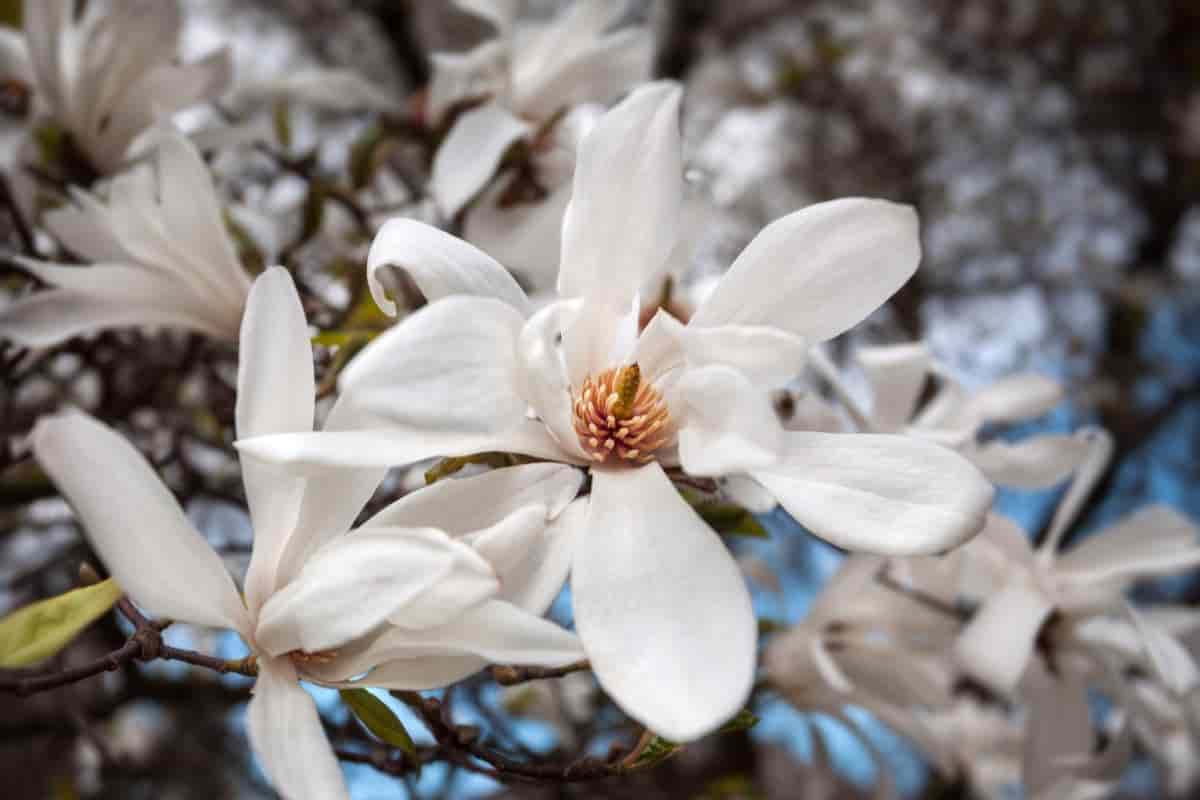 Kobus Magnolia