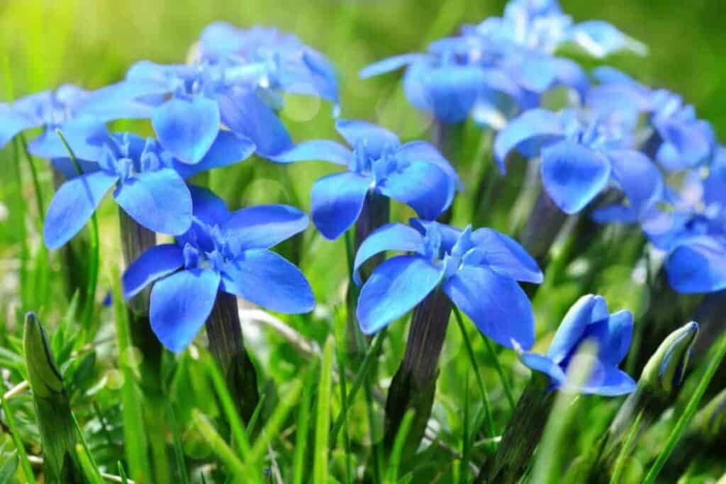 grow blue gentians