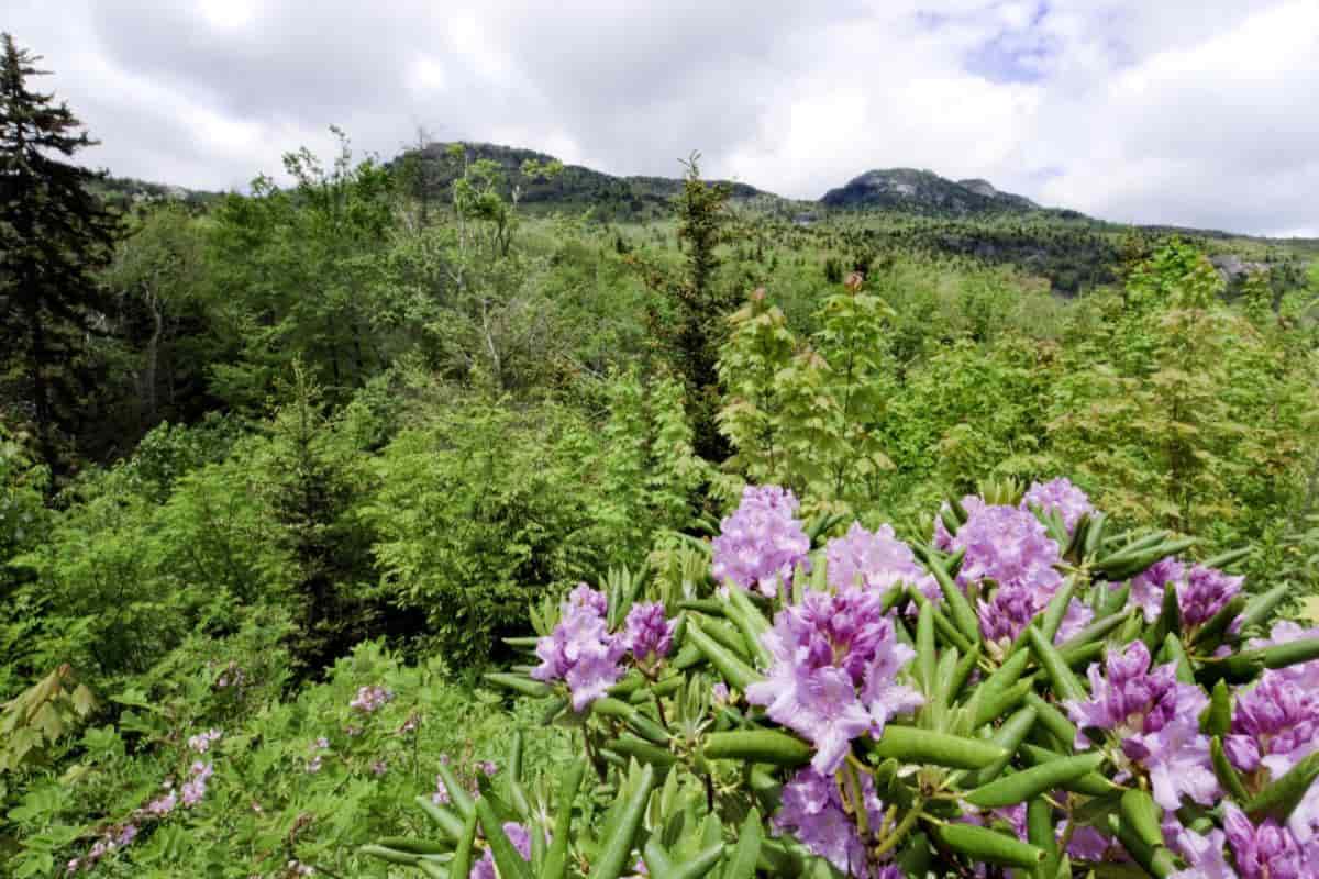 Smaller Rhododendrons