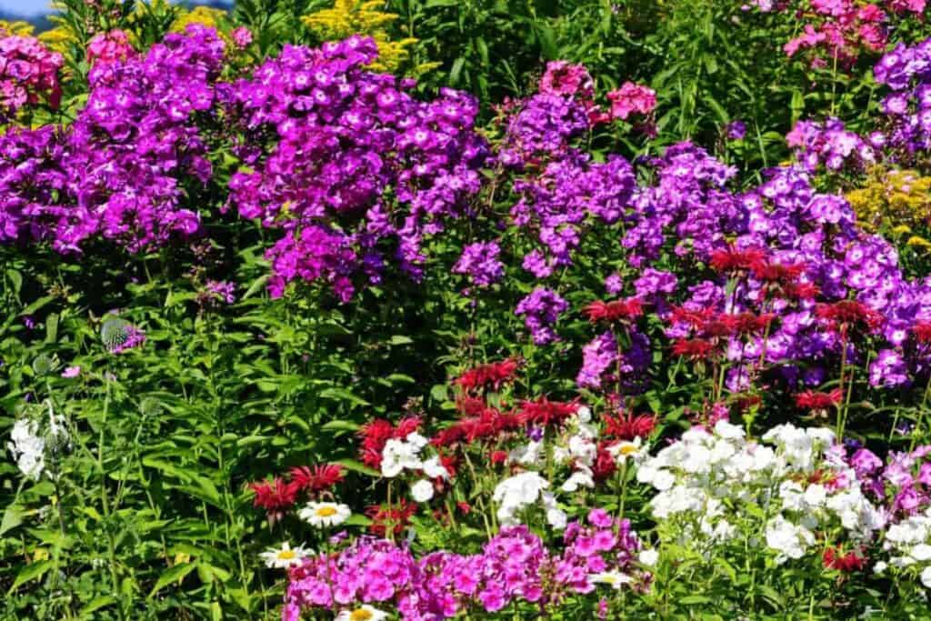 planning your perennial border