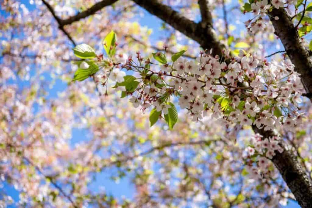Cherry Tree