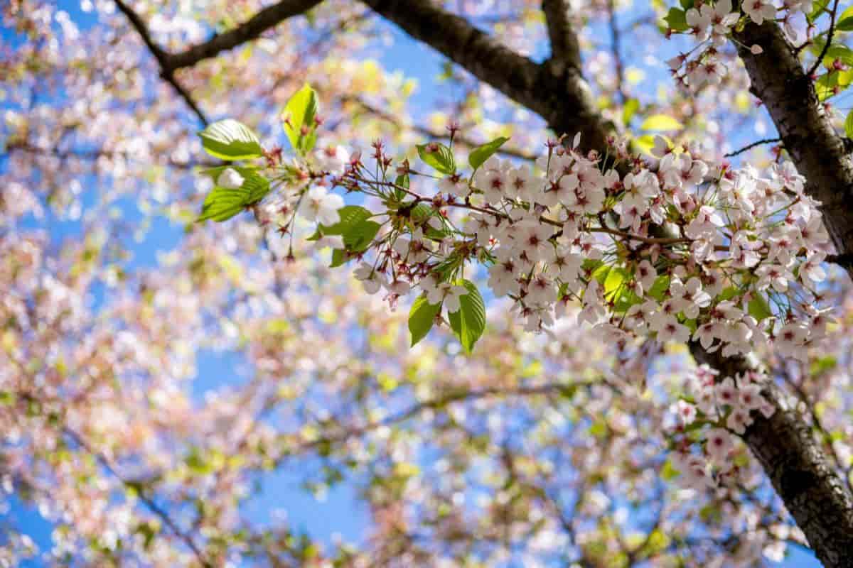 Cherry Tree