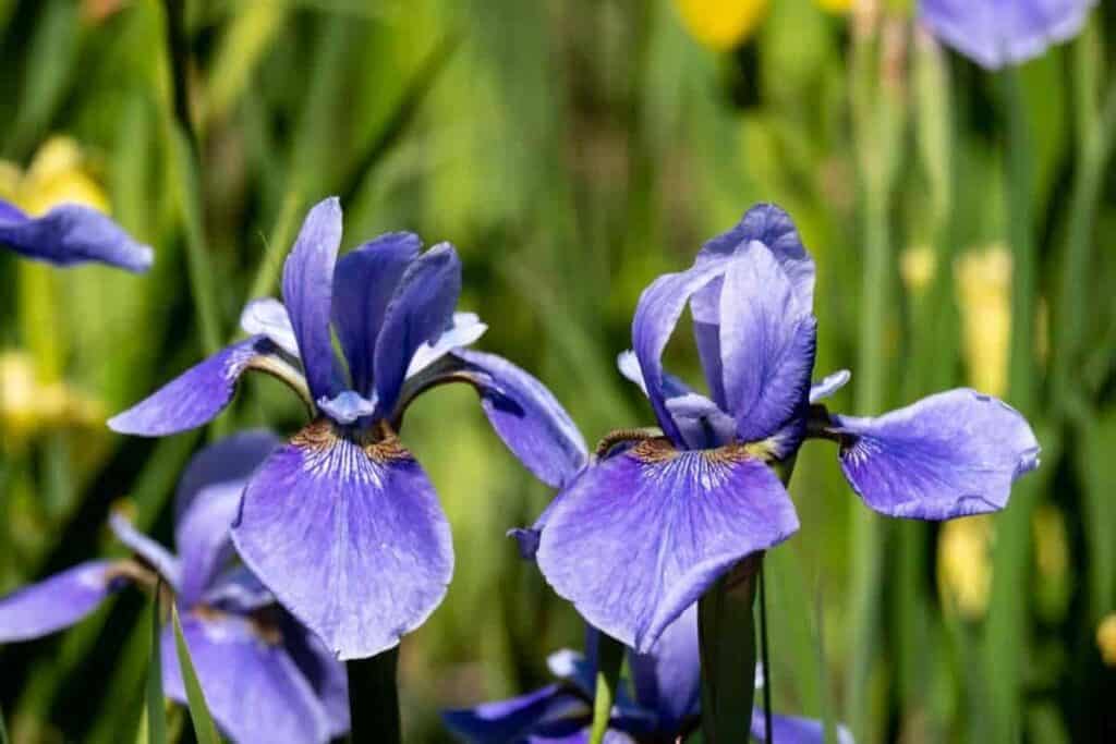 Iris Nematodes