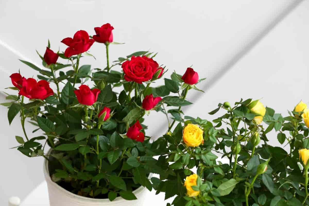 Roses in Pots
