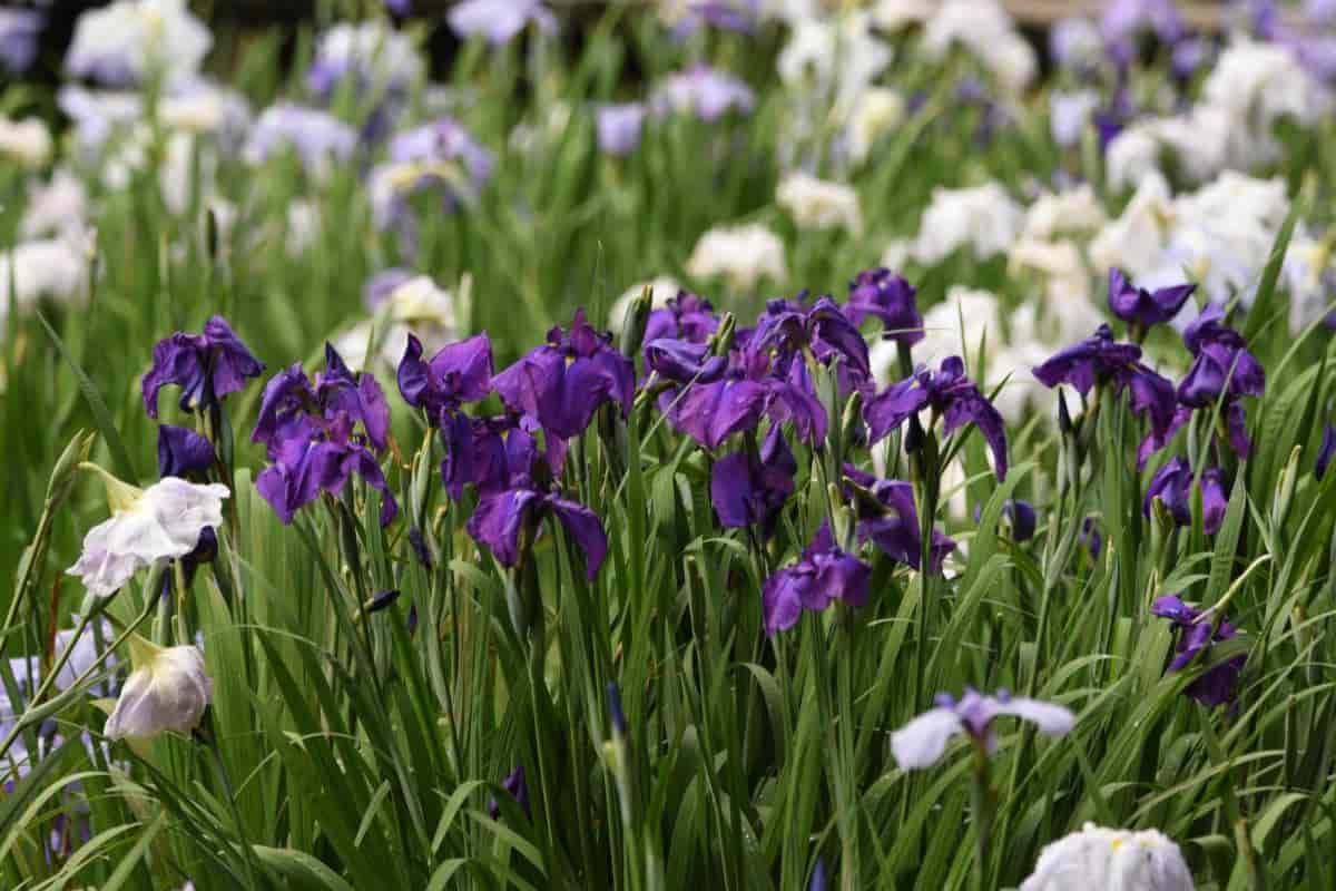 Fragrant Iris
