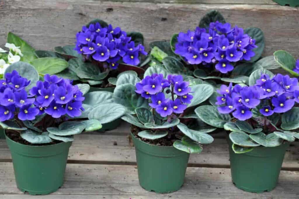 all about growing african violets