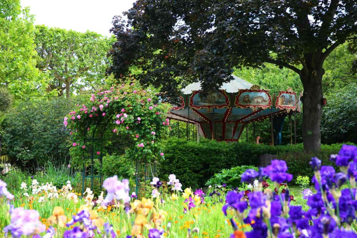 Iris Landscape
