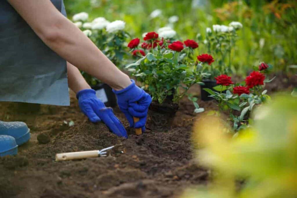 Planting Roses