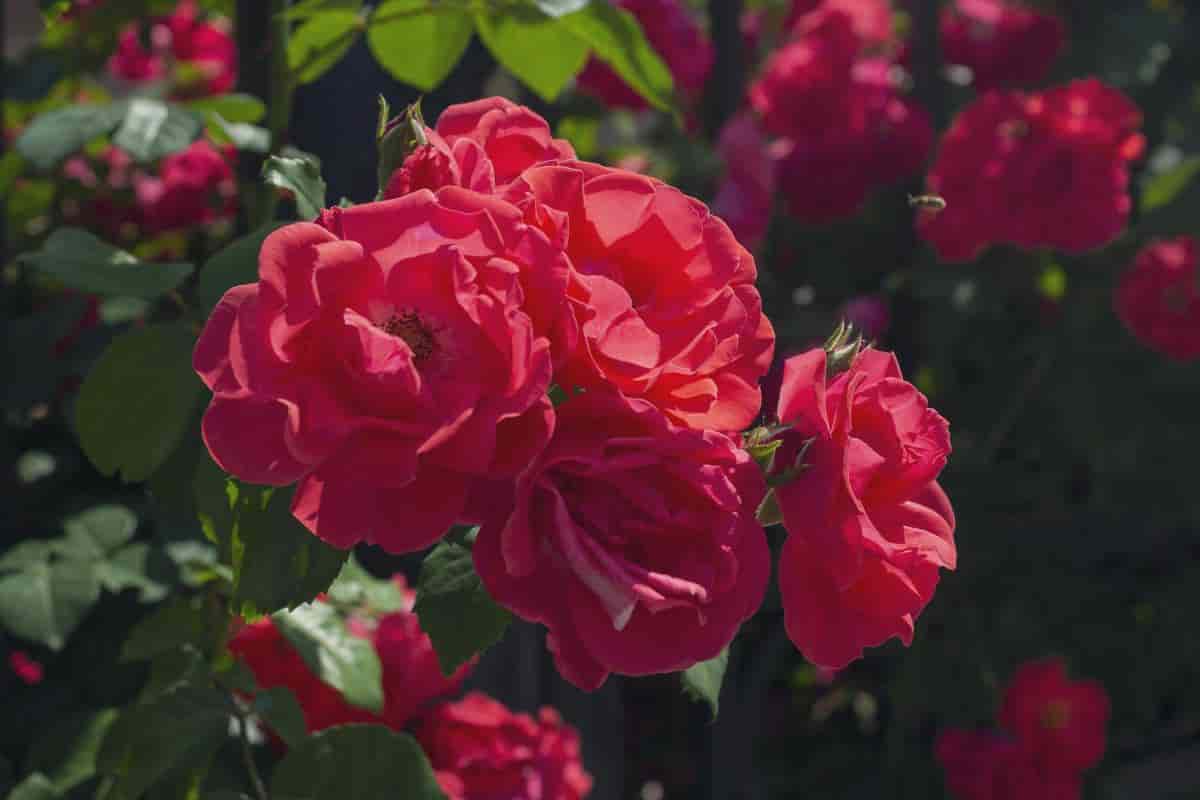 Rose Garden