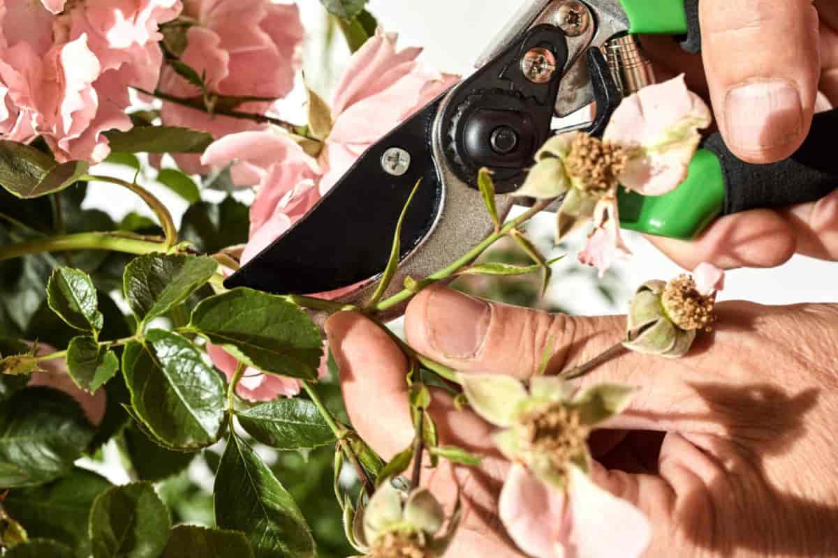 Rose Pruning