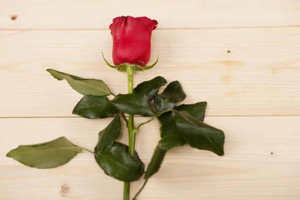 how harold weaver grows prize roses