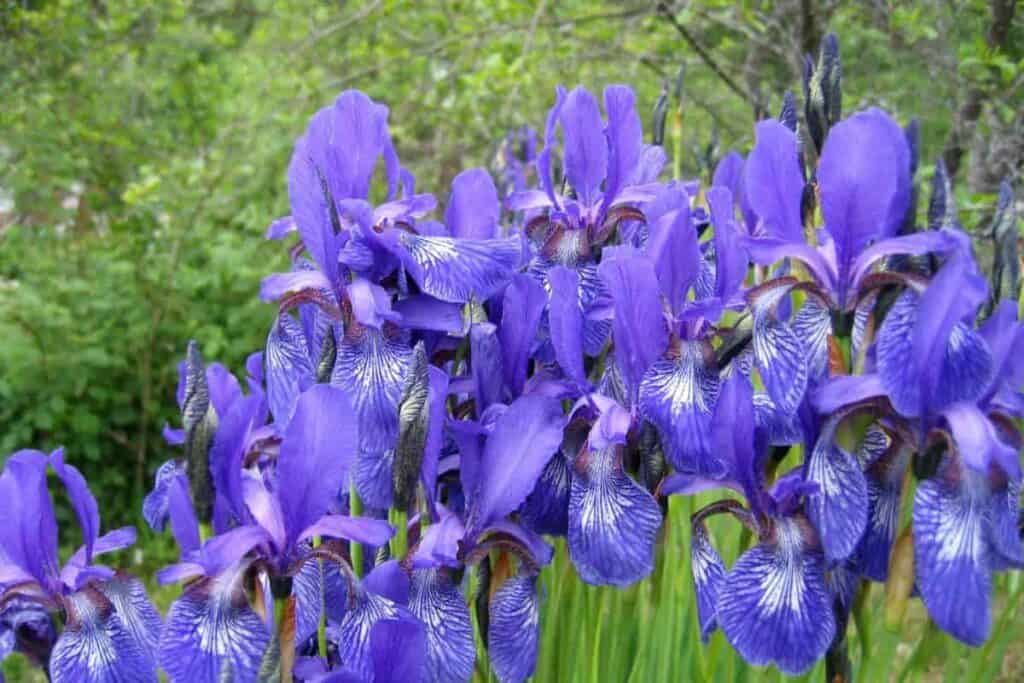 Wonderful Iris