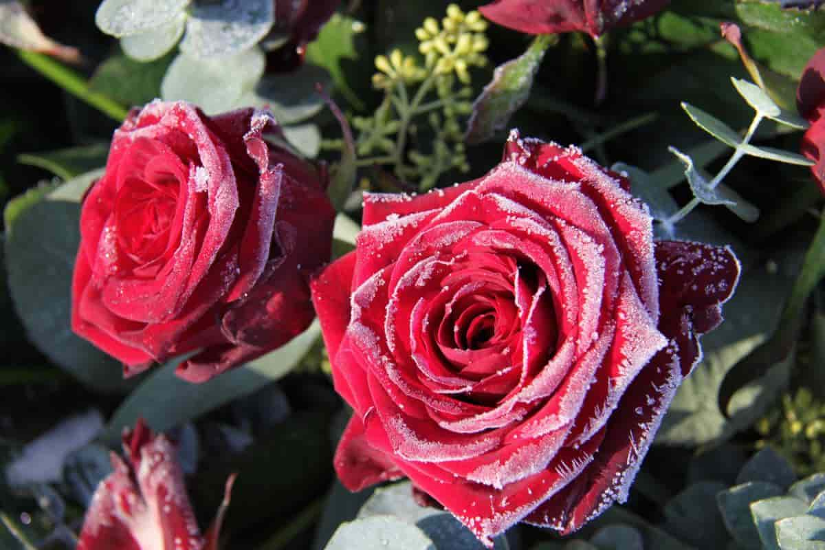 Tailored Roses