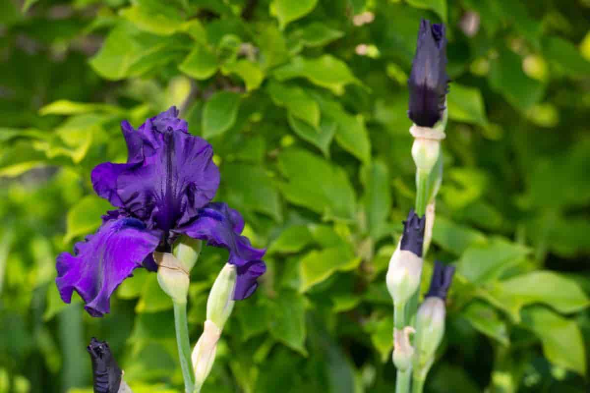 Bearded Iris