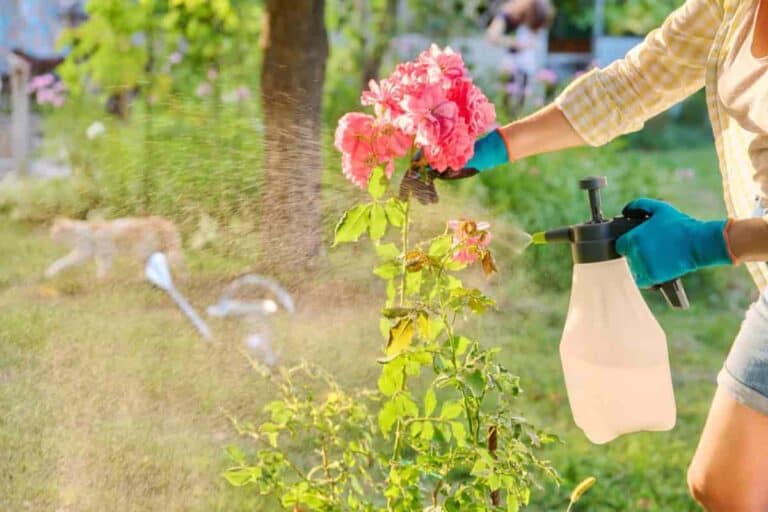 How To Save Roses Healthy Habits: Keep Your Roses Looking Their Best