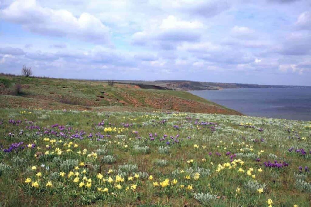 Pacific Coast Iris