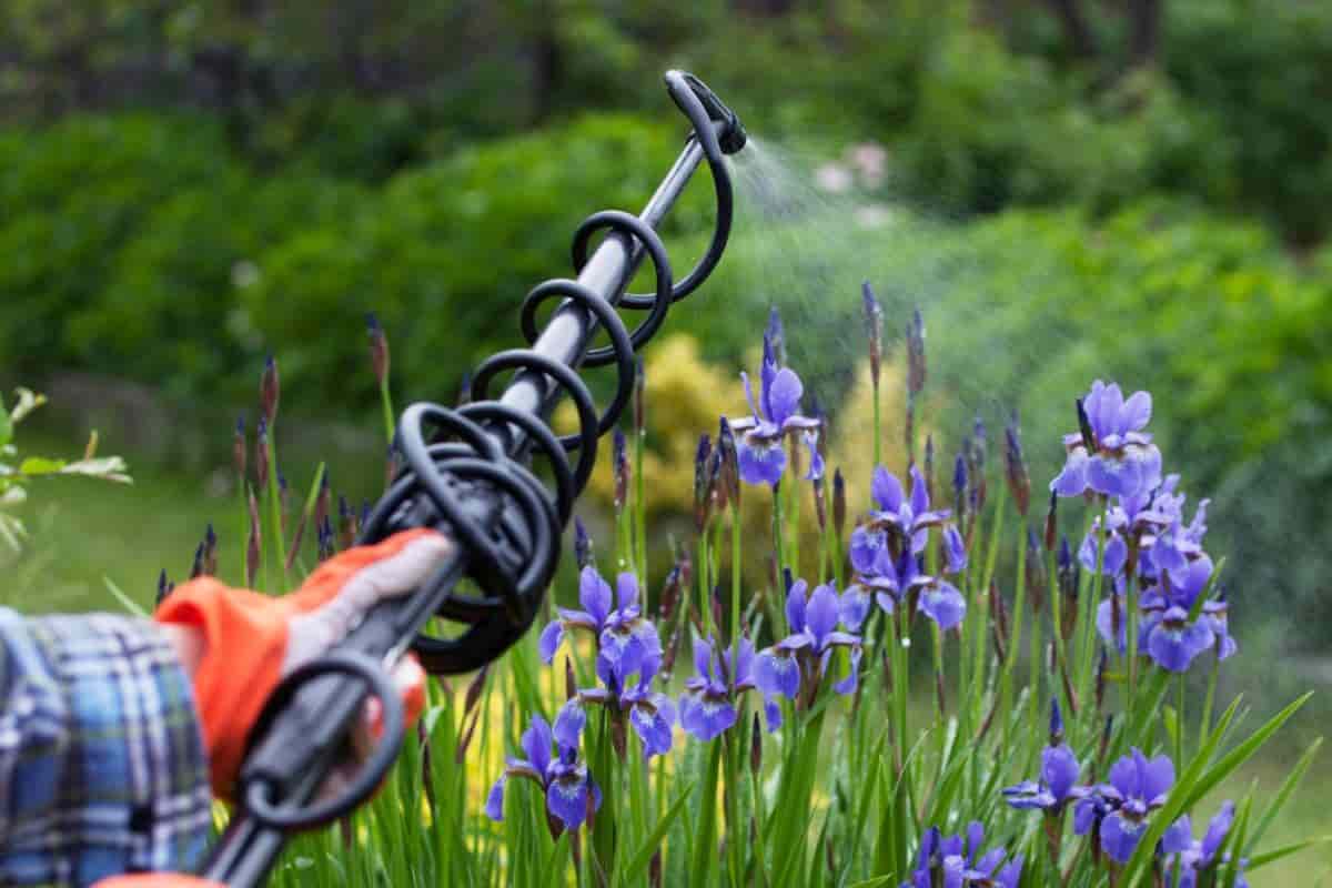 Iris Borer