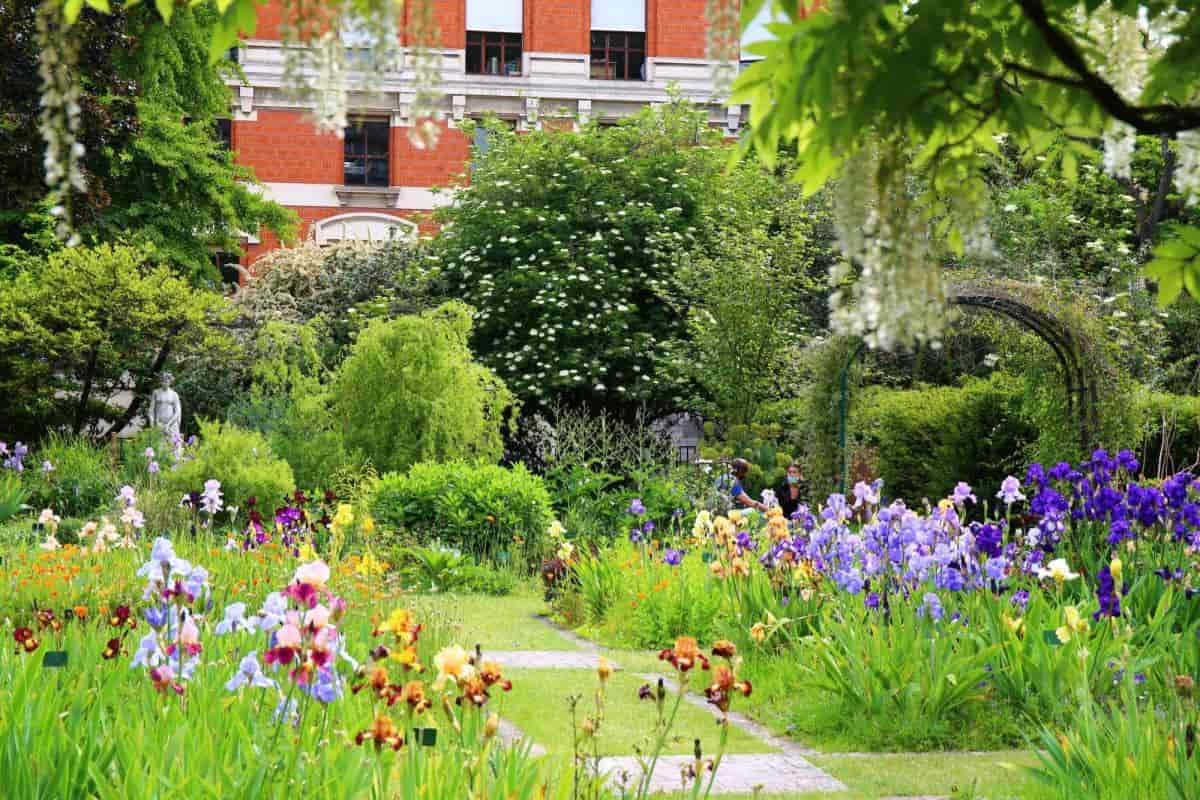 Iris Garden