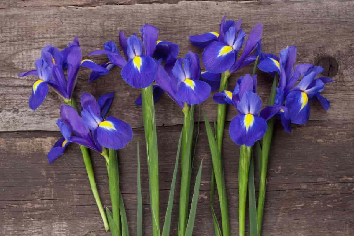 Iris Species