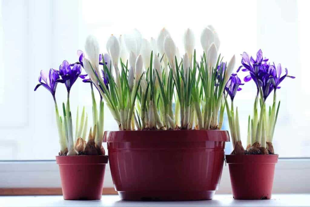 Grow Best Iris