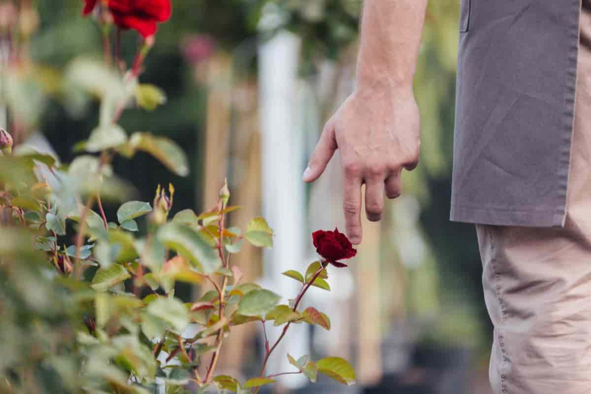 Growing Roses