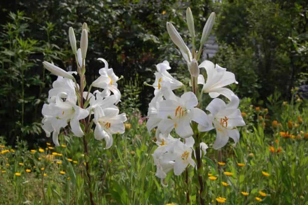 Handling Lilies