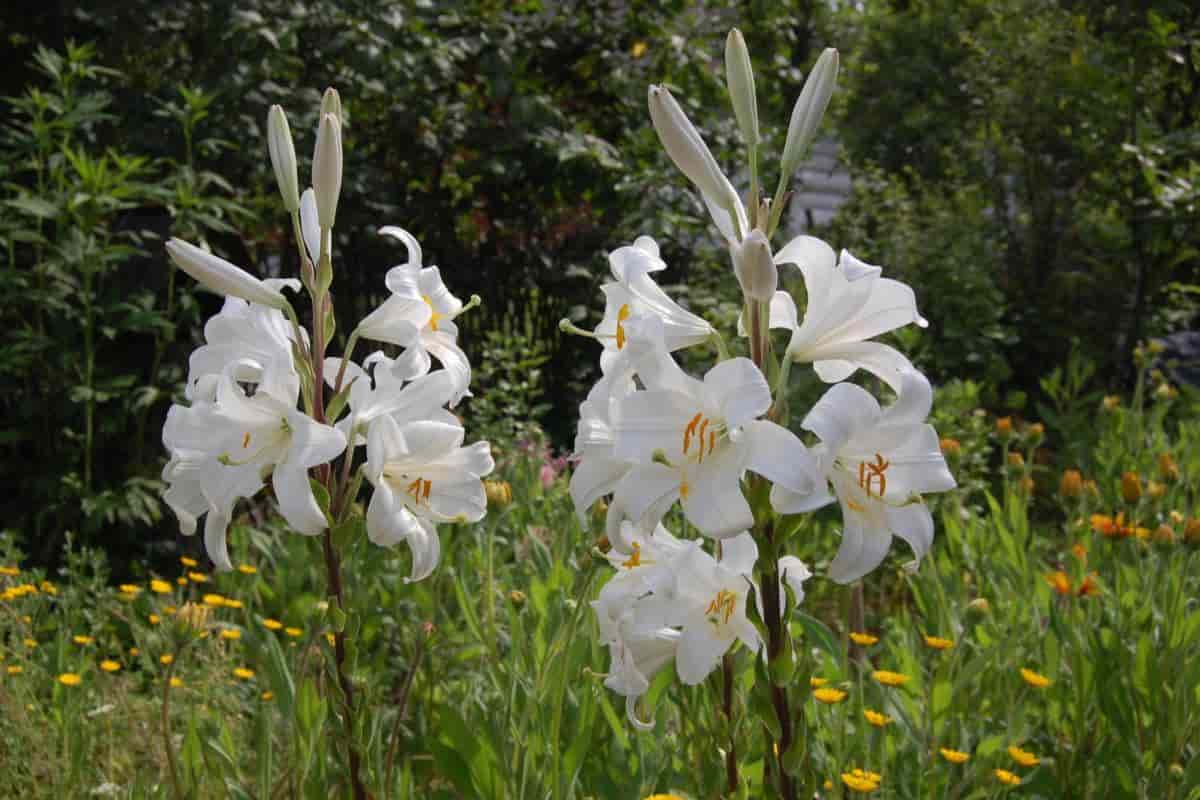 Handling Lilies