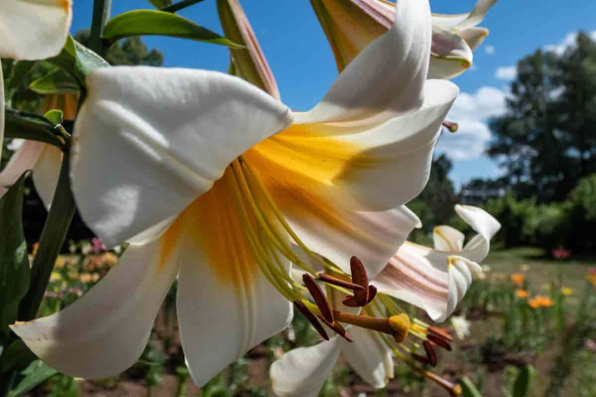 Loveliest Lily