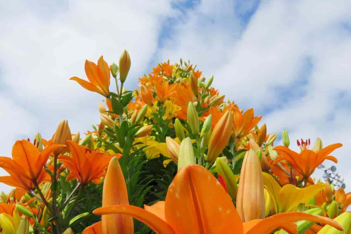 August Lilies