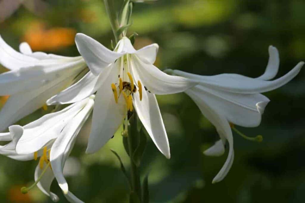 Indiana Lilies