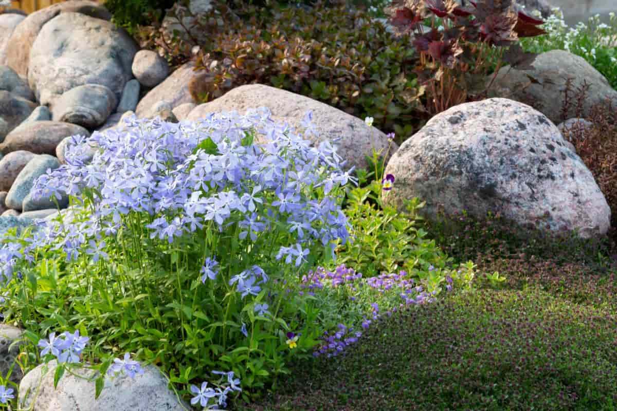 Phlox Roundup
